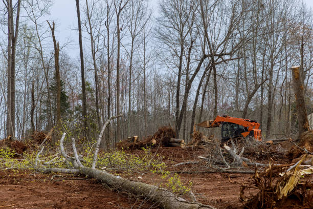 Best Leaf Removal  in Clarendon Hls, IL