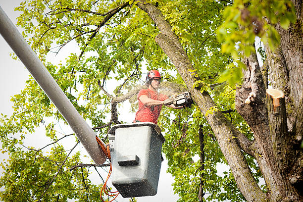 How Our Tree Care Process Works  in  Clarendon Hills, IL